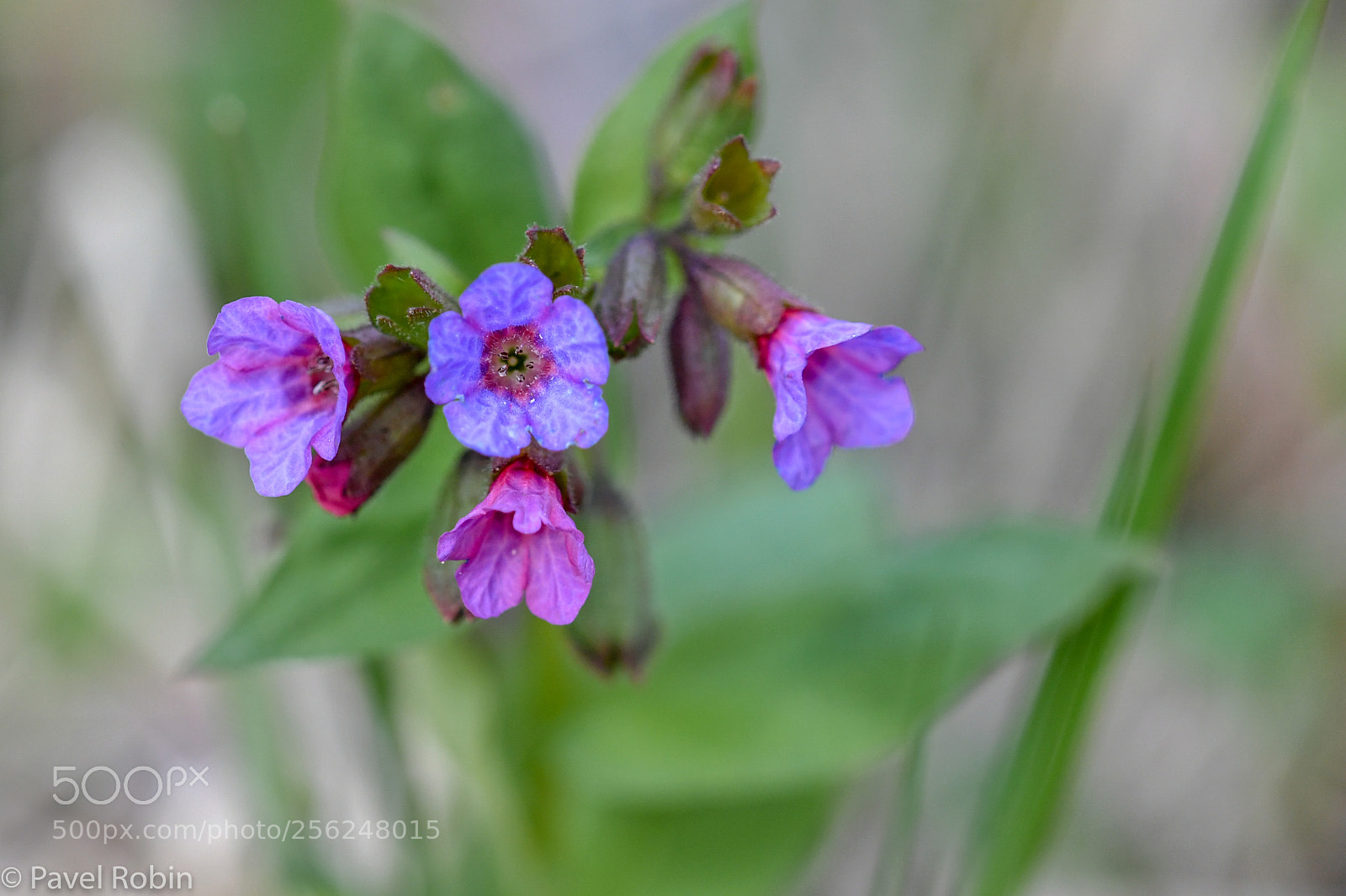 Nikon D5 sample photo. The first flowers photography