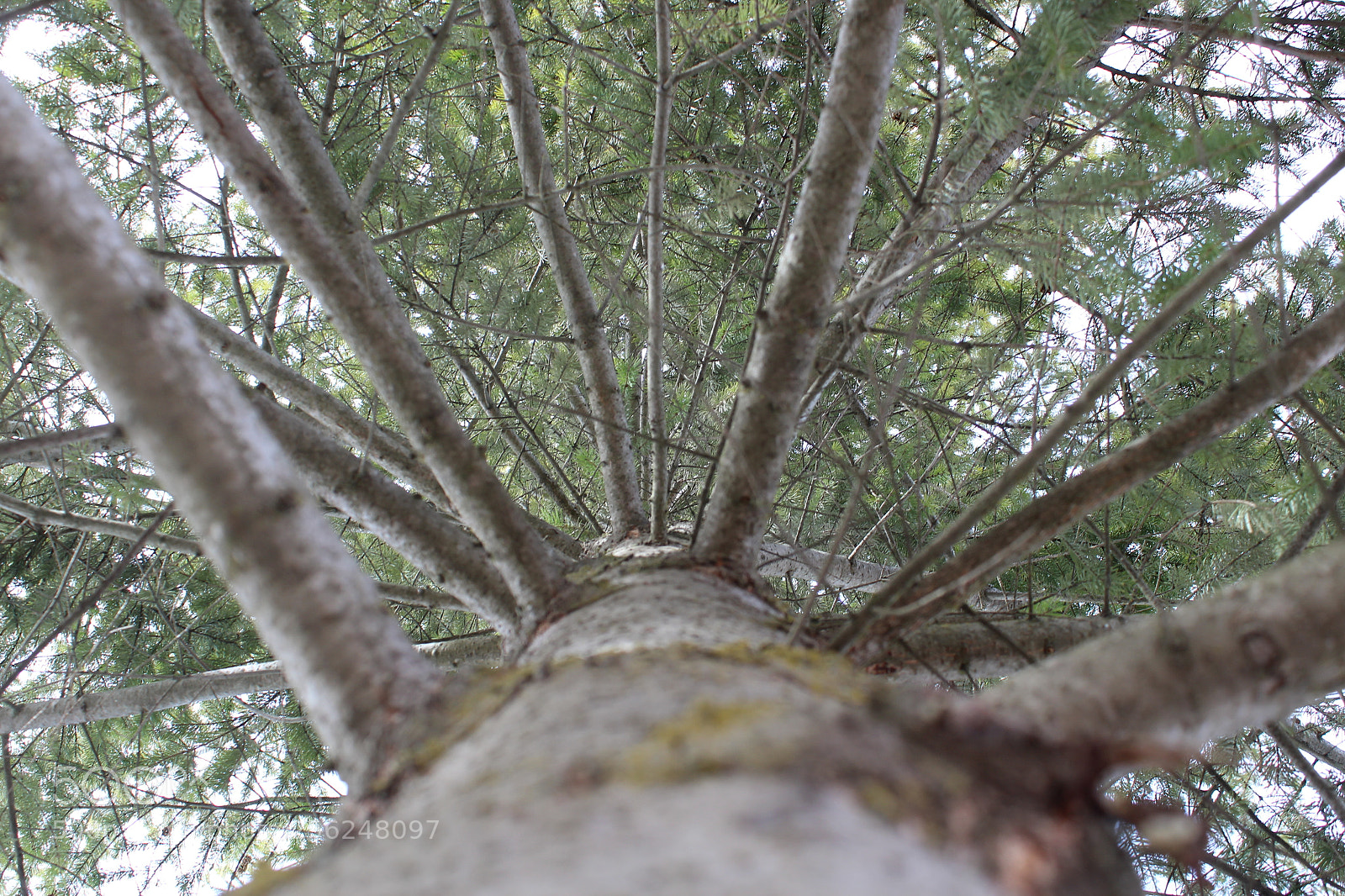 Canon EOS 1300D (EOS Rebel T6 / EOS Kiss X80) sample photo. Tree photography