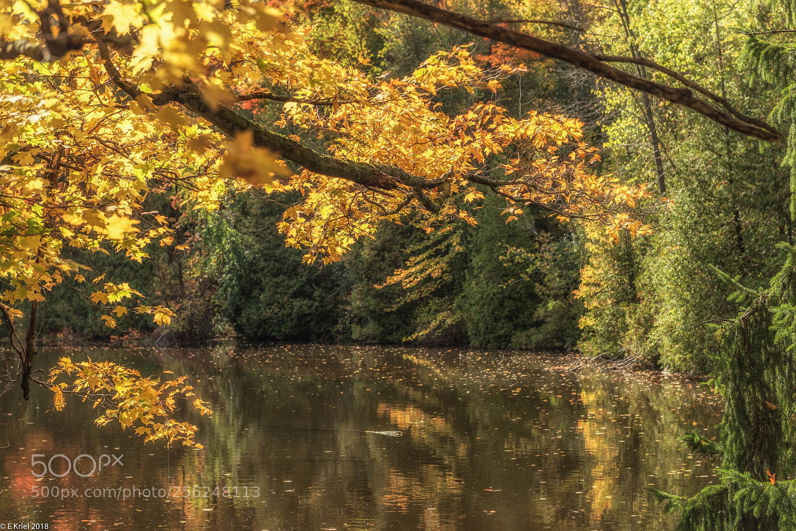 Nikon D810 sample photo. Fall starting photography