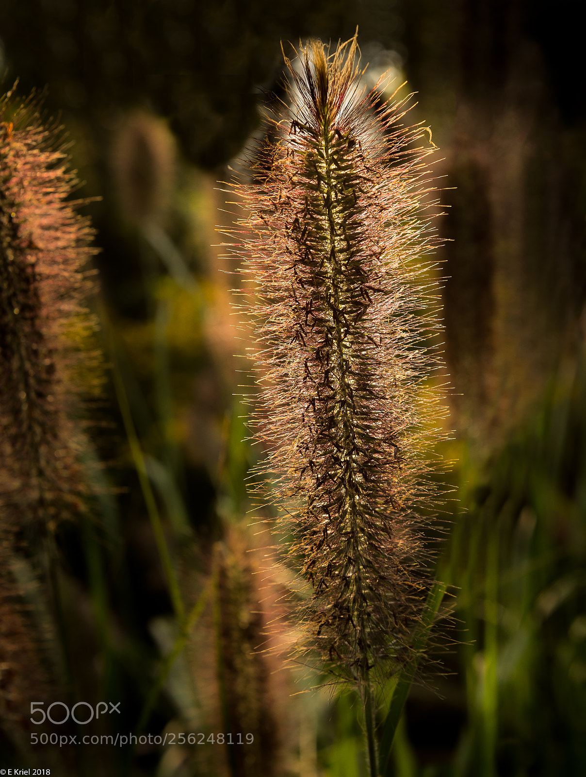 Nikon D810 sample photo. Backlit photography