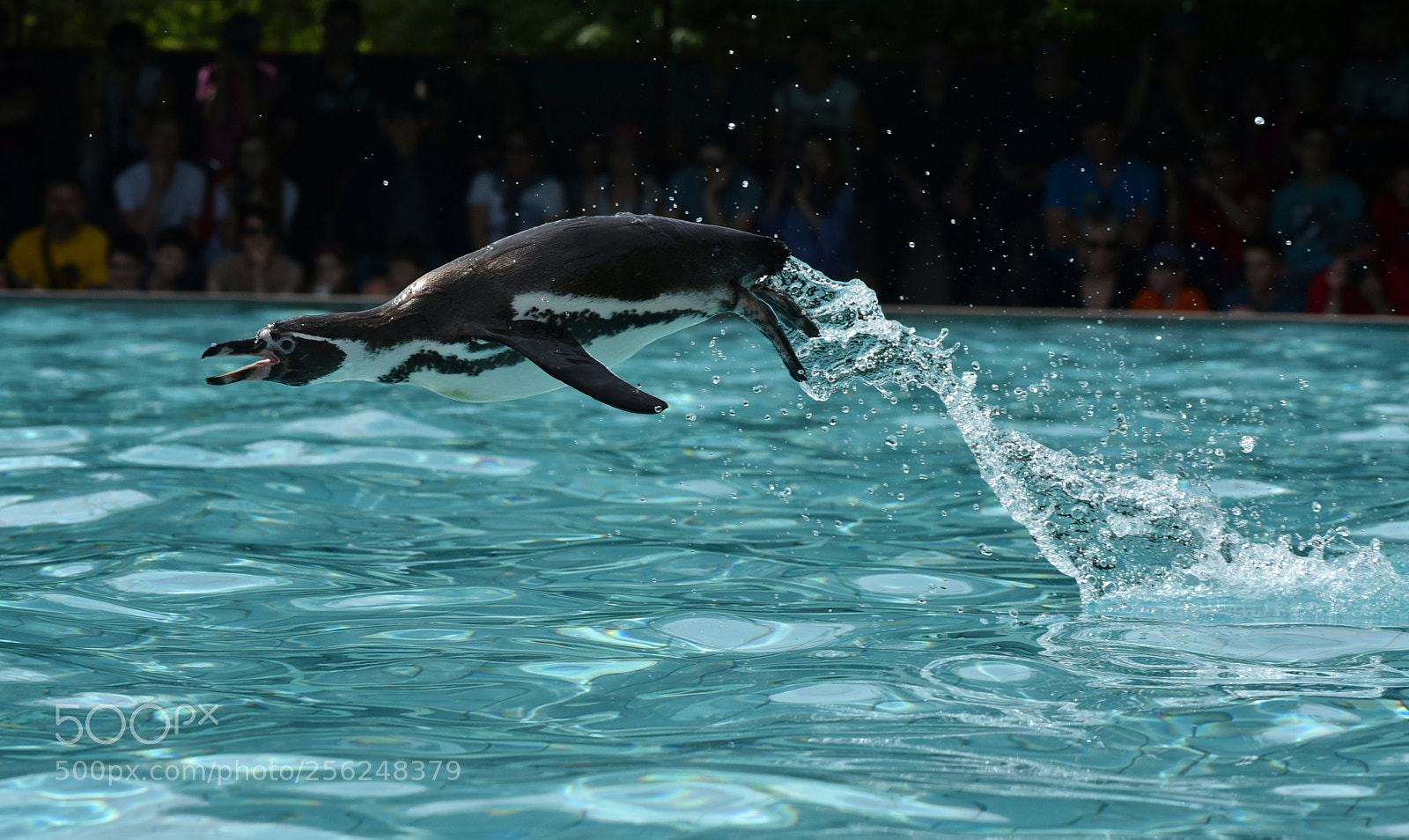 Nikon D750 sample photo. ƒlying penguin photography