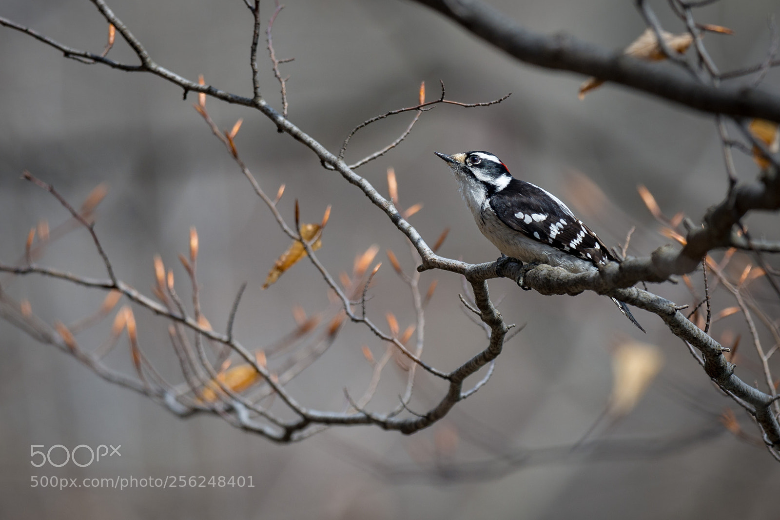 Nikon D7200 sample photo. Little woodpecker photography