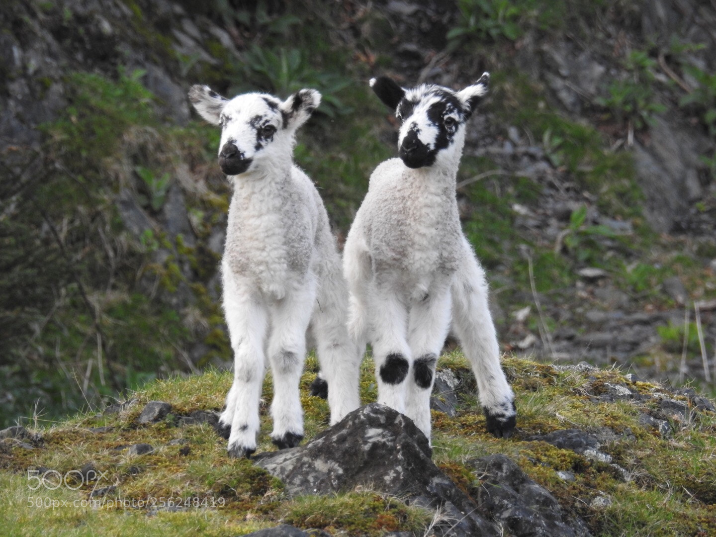 Nikon Coolpix P900 sample photo. Spring lambs  photography