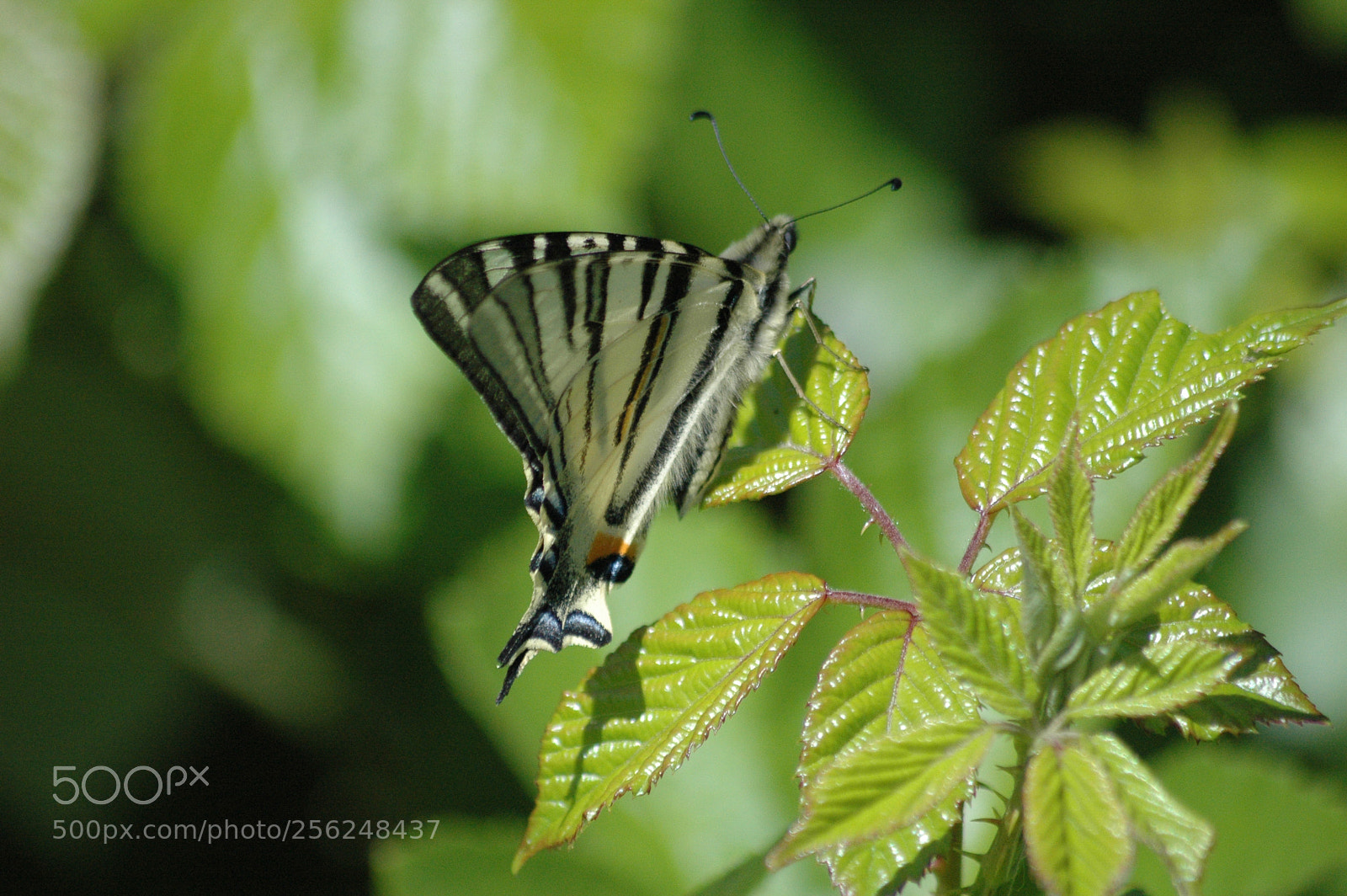 Nikon D70 sample photo. Machaon on wild rose photography