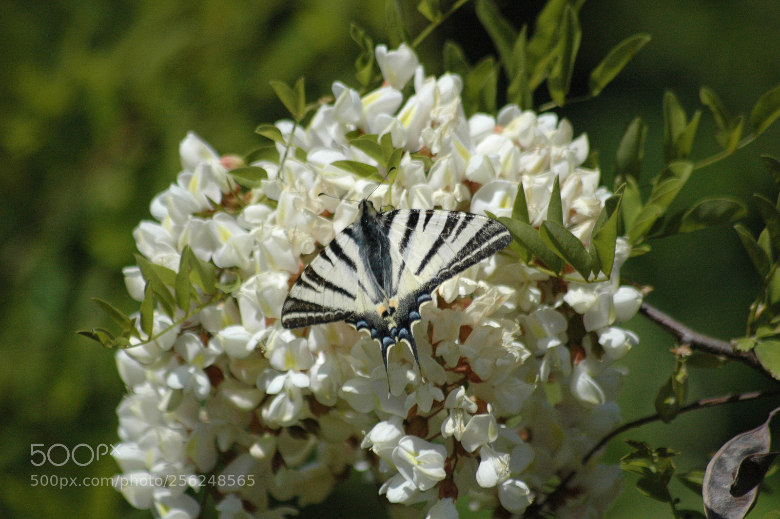 Nikon D70 sample photo. Machaon butterfly resting on photography