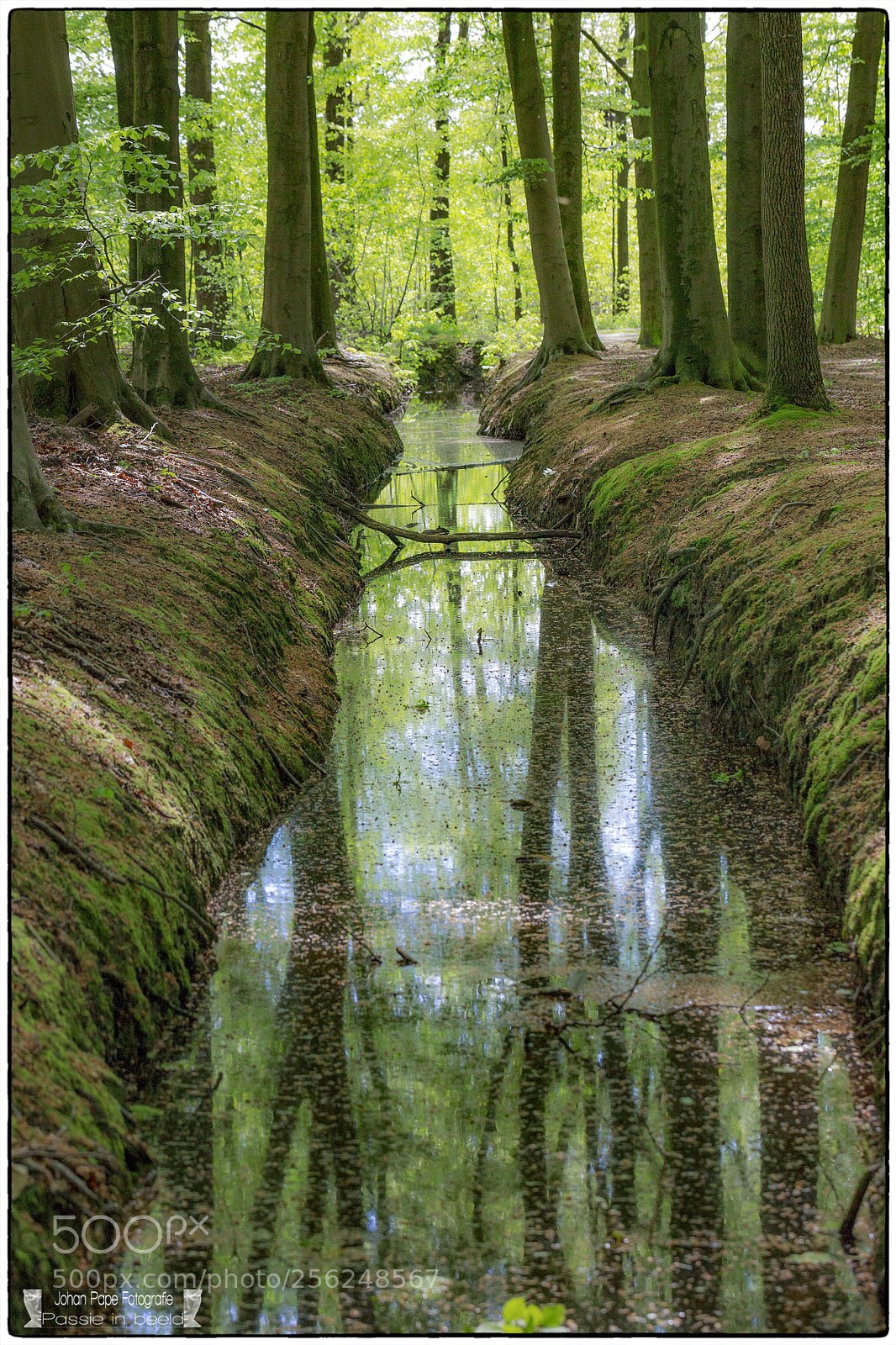 Canon EOS 5D Mark II sample photo. Spring in the forest photography