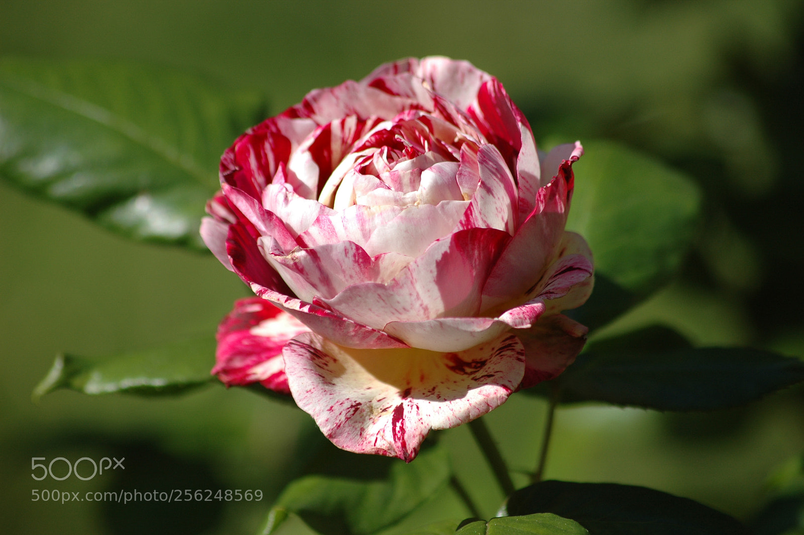 Nikon D70 sample photo. Mottled rose photography