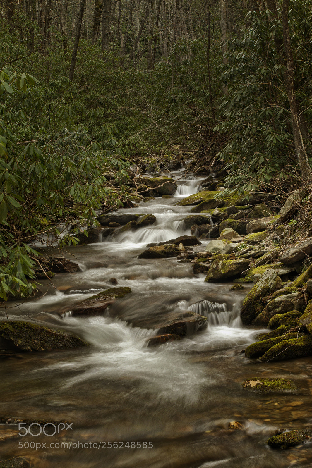 Nikon D7100 sample photo. Laurel creek photography