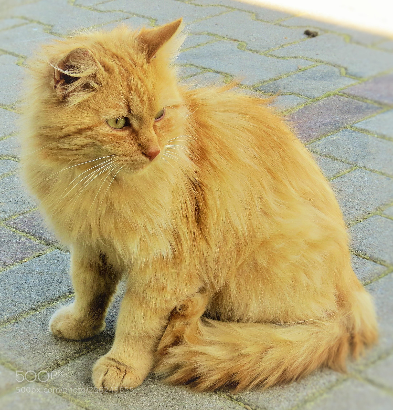 Canon PowerShot SX50 HS sample photo. Cute cat () photography