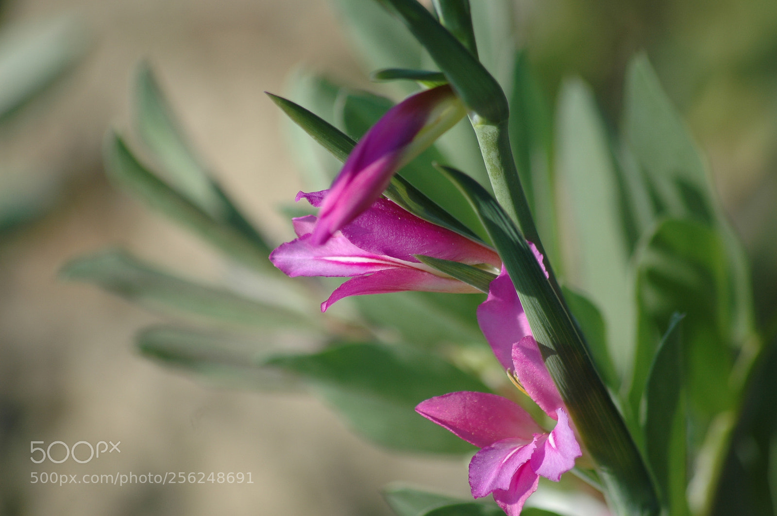 Nikon D70 sample photo. Wild flower photography