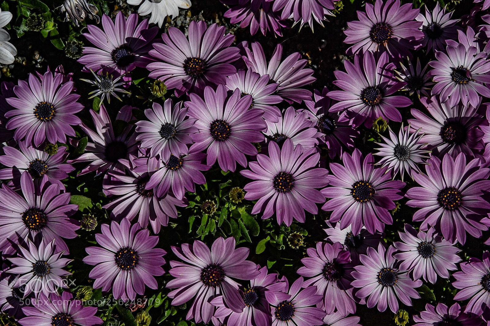Nikon D750 sample photo. Painted flowers photography