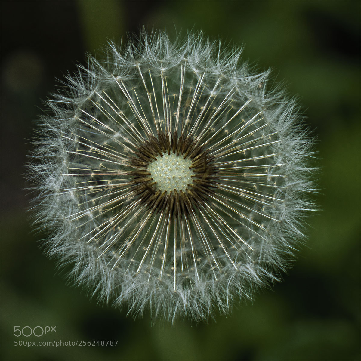 Sony a6300 sample photo. Pusteblume photography