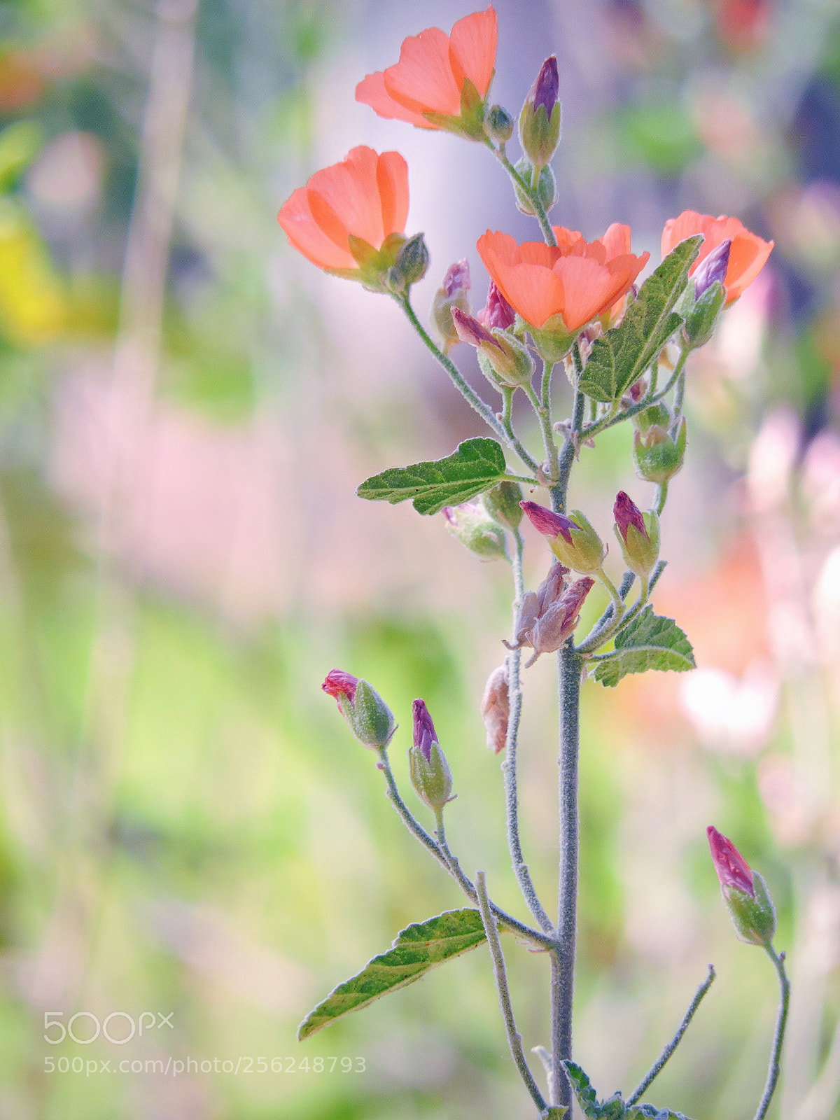 Nikon Coolpix P530 sample photo. Desert mallow photography