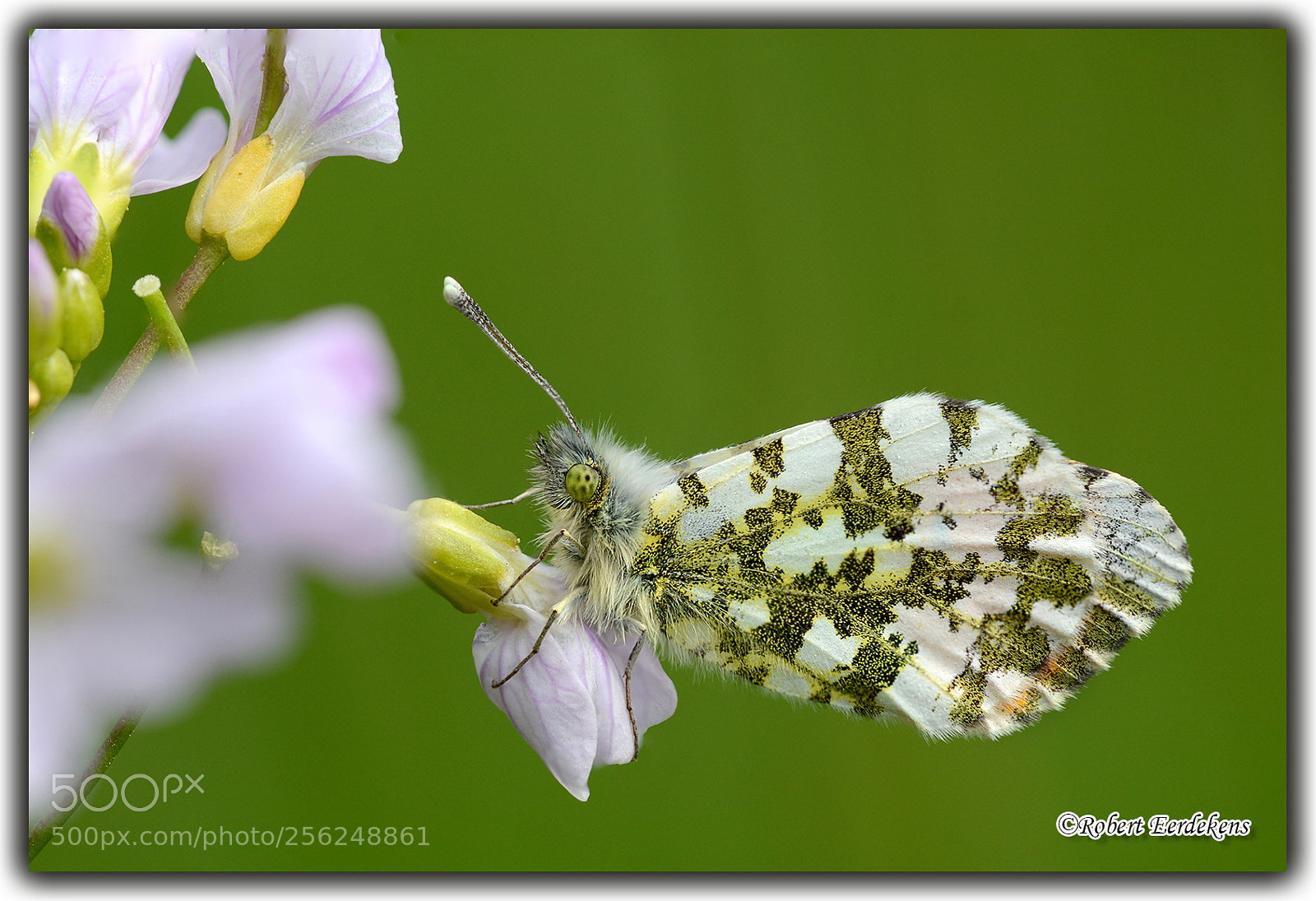 Nikon D7100 sample photo. Orange tip photography