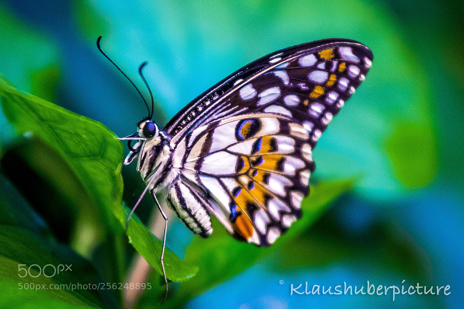 Canon EOS 6D Mark II sample photo. Butterfly photography