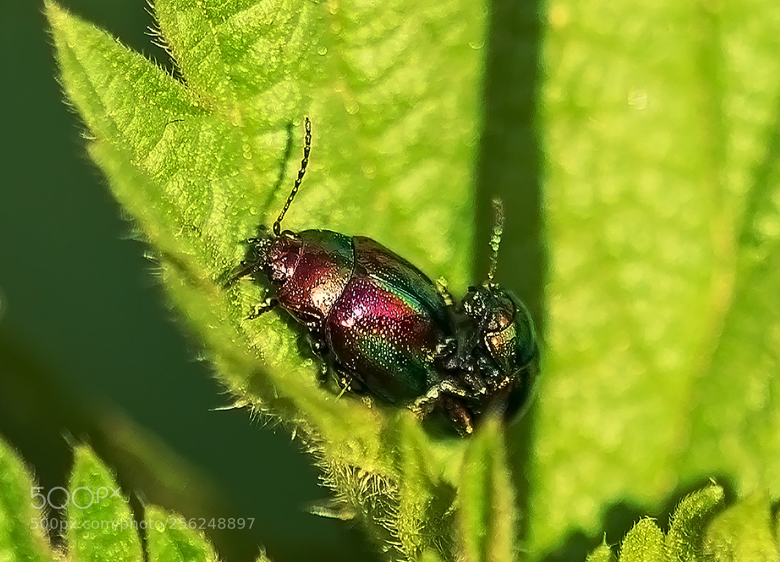 Nikon D610 sample photo. Scarabeo in love due photography