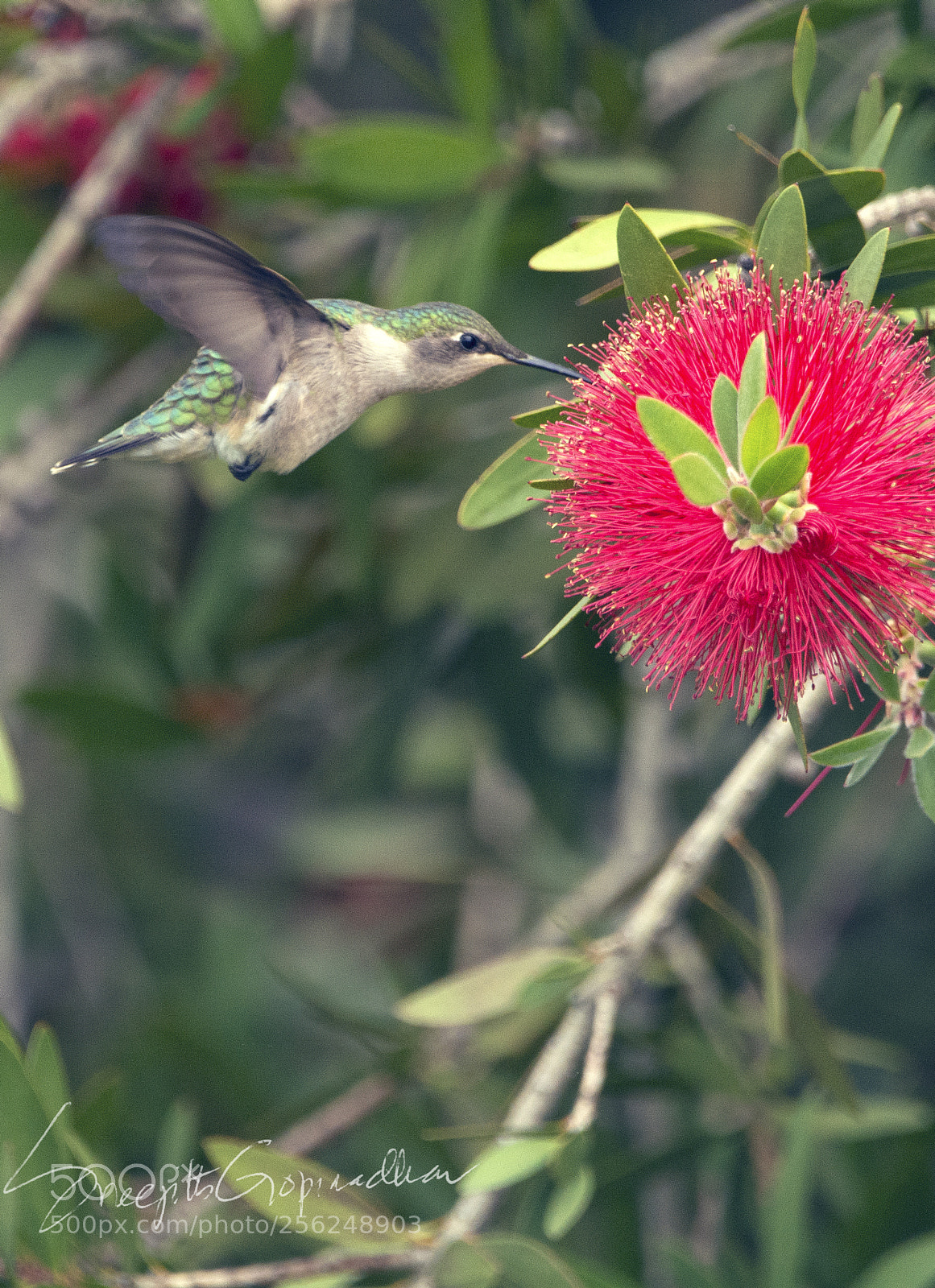 Nikon D7100 sample photo. Humming bird over bottle photography