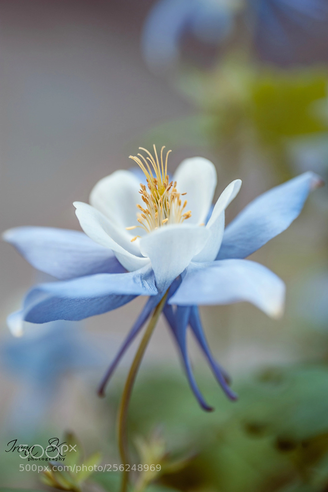 Nikon D700 sample photo. Origami blue & white columbine photography
