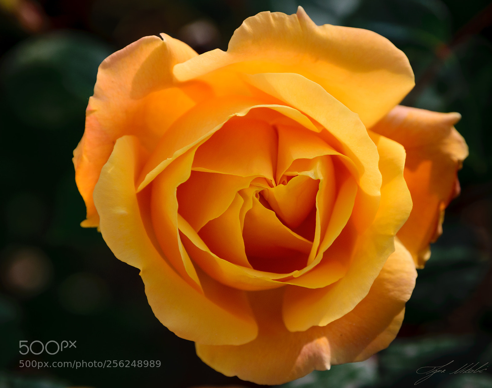 Nikon D5300 sample photo. Orange rose(of ) photography