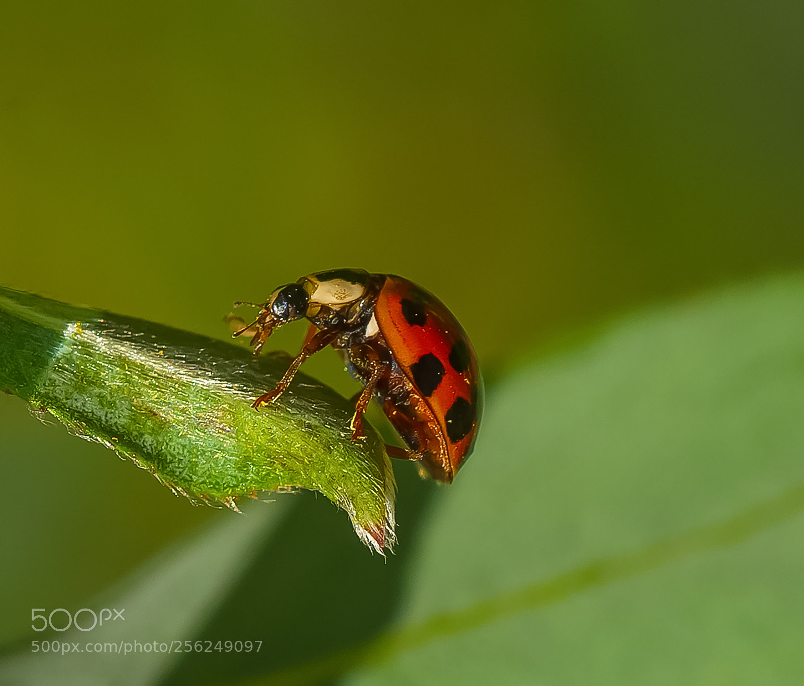 Nikon D610 sample photo. Ladybug photography