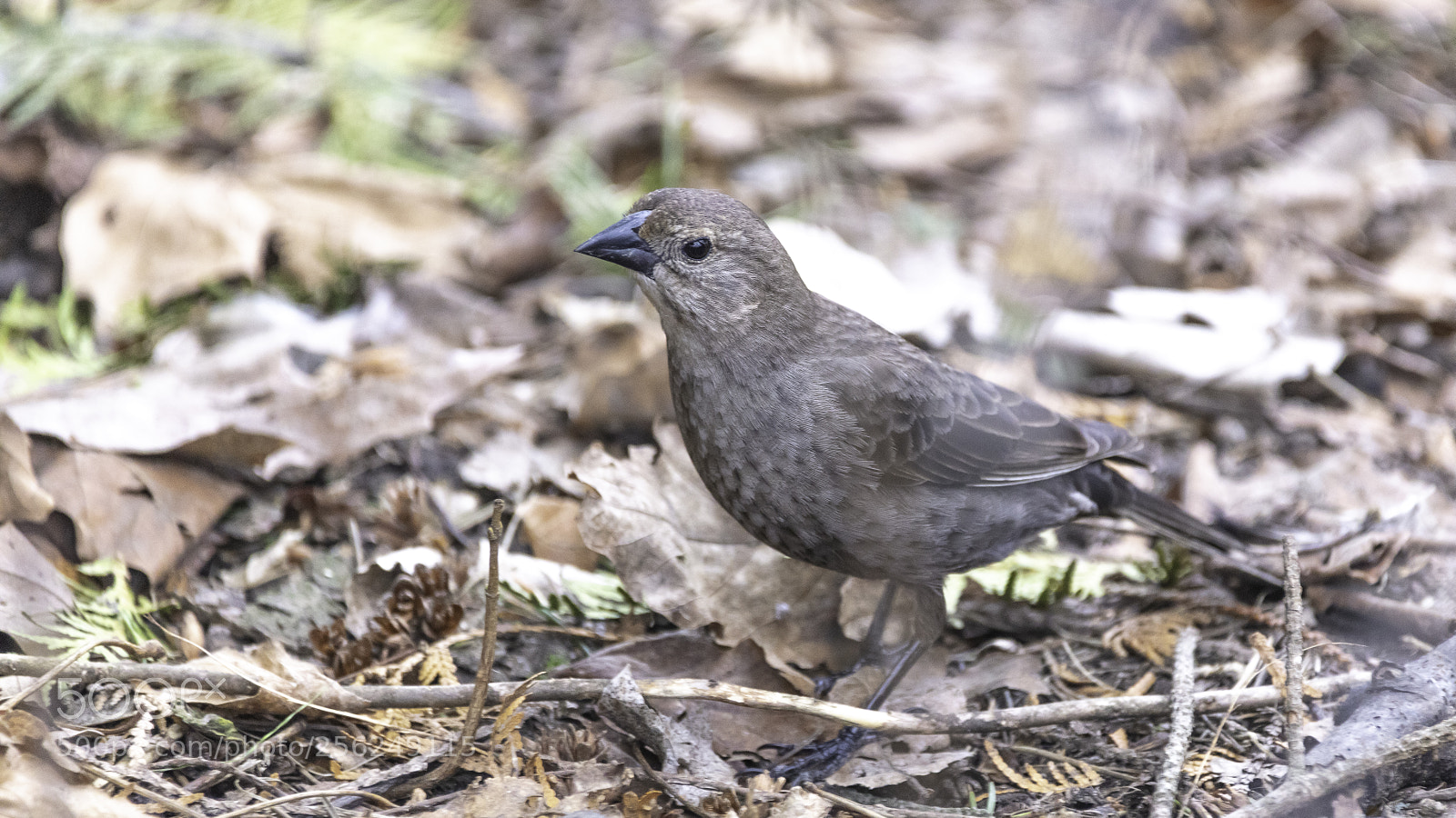 Canon EOS 5DS sample photo. Brown-headed cowbird photography