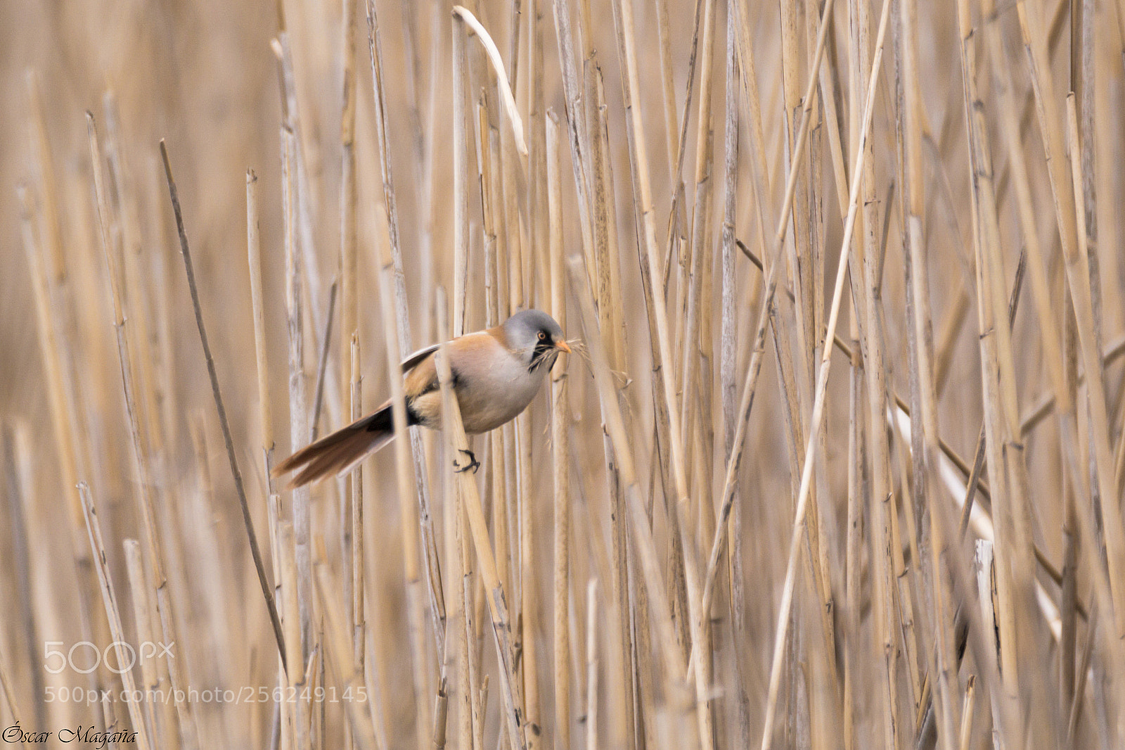 Canon EOS 70D sample photo. Panurus biarmicus - bearded photography