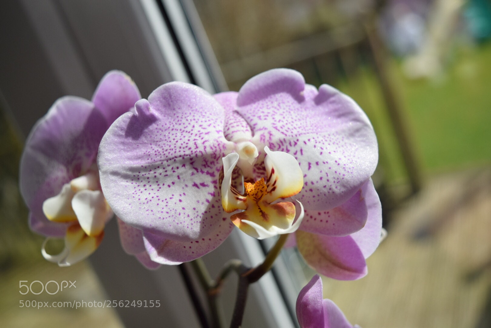 Nikon D5300 sample photo. Orchid photography