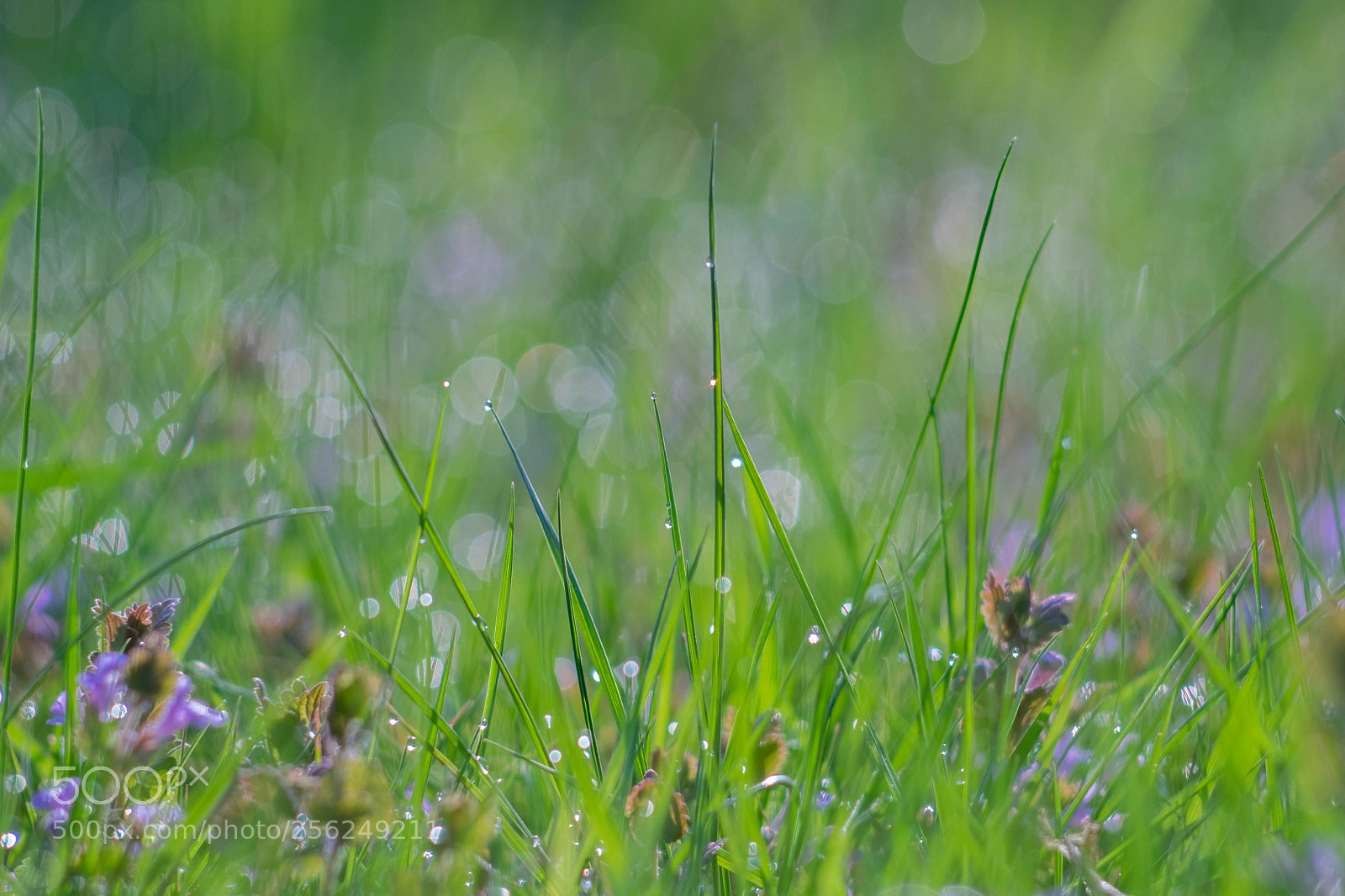 Fujifilm X-T10 sample photo. Bubbles photography