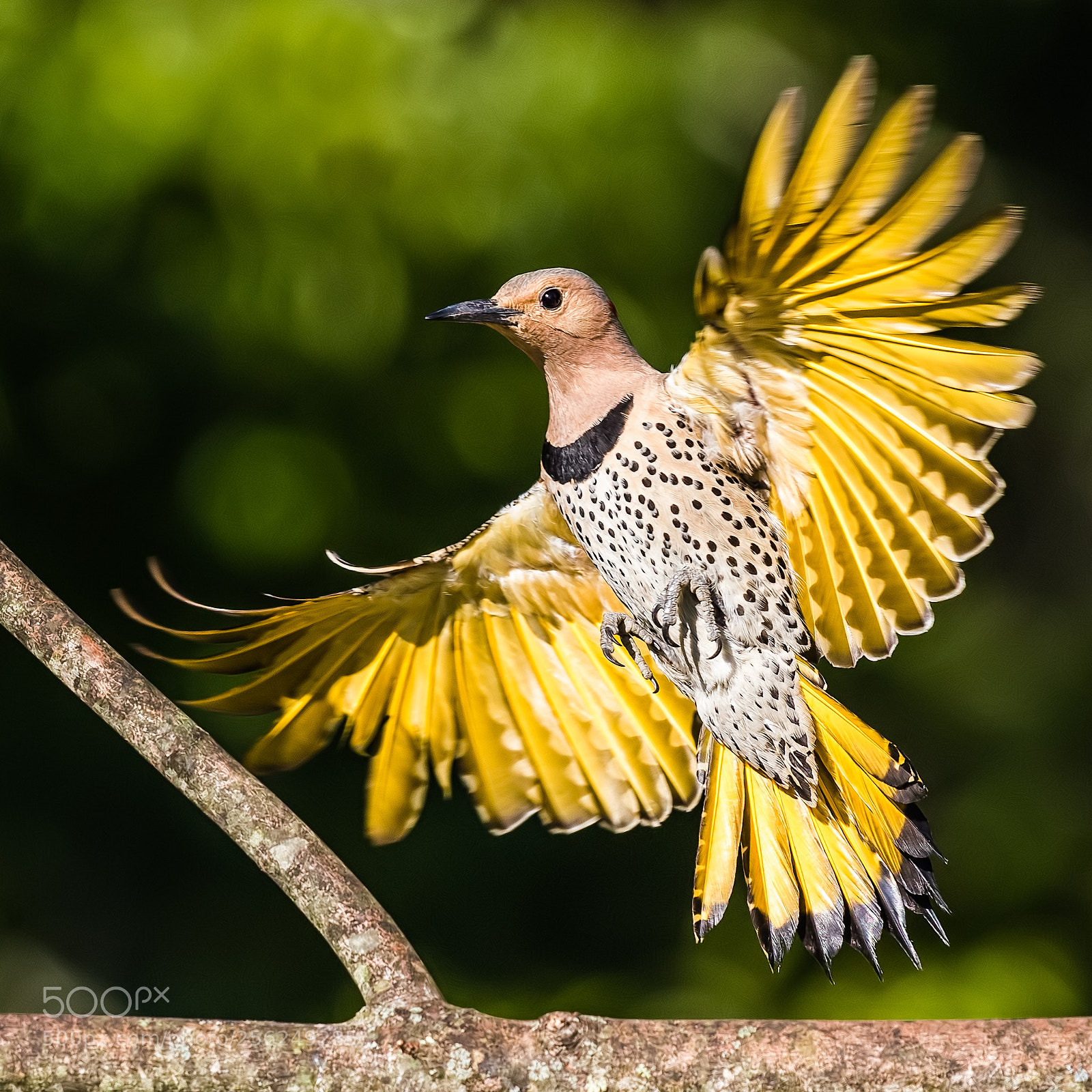 Canon EOS 7D Mark II sample photo. Norhern flicker sq photography