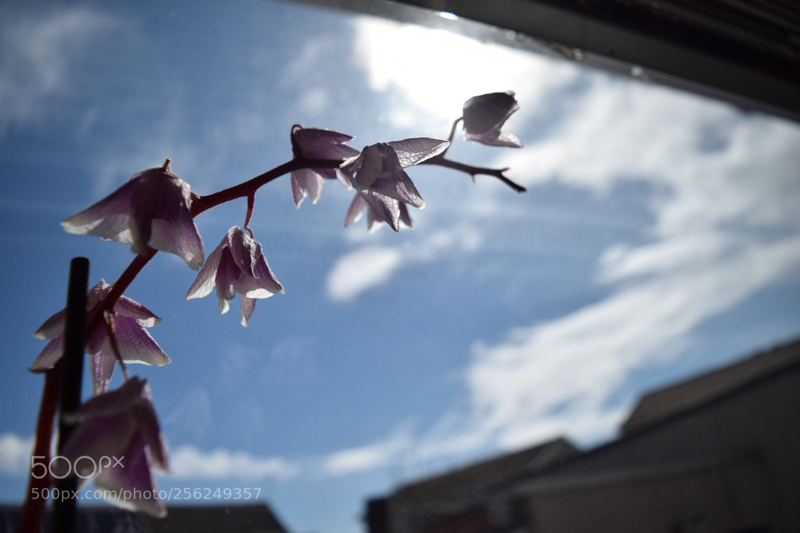 Nikon D5300 sample photo. Long orchid photography