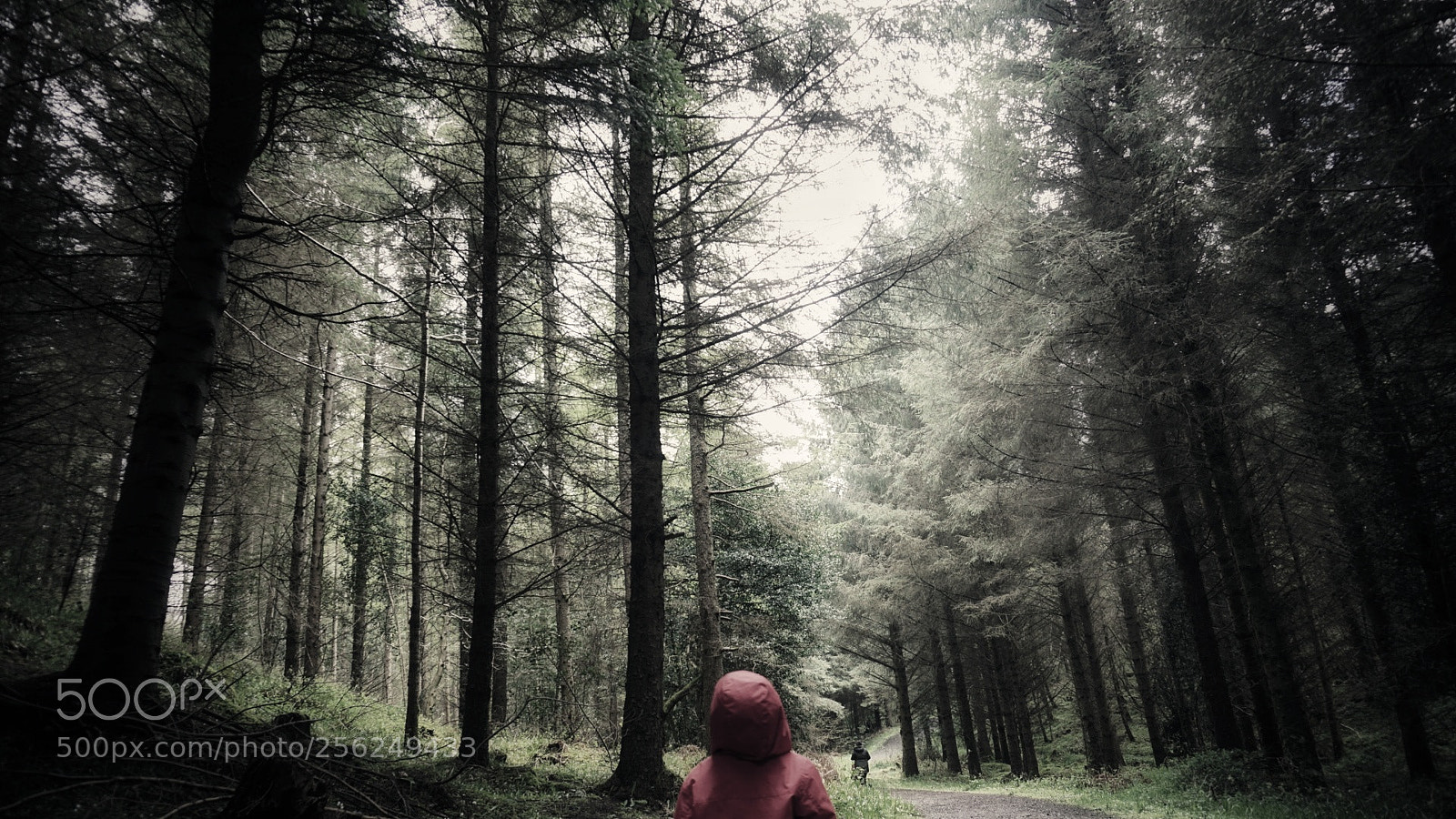 Sony a6000 sample photo. A walk amoung the photography