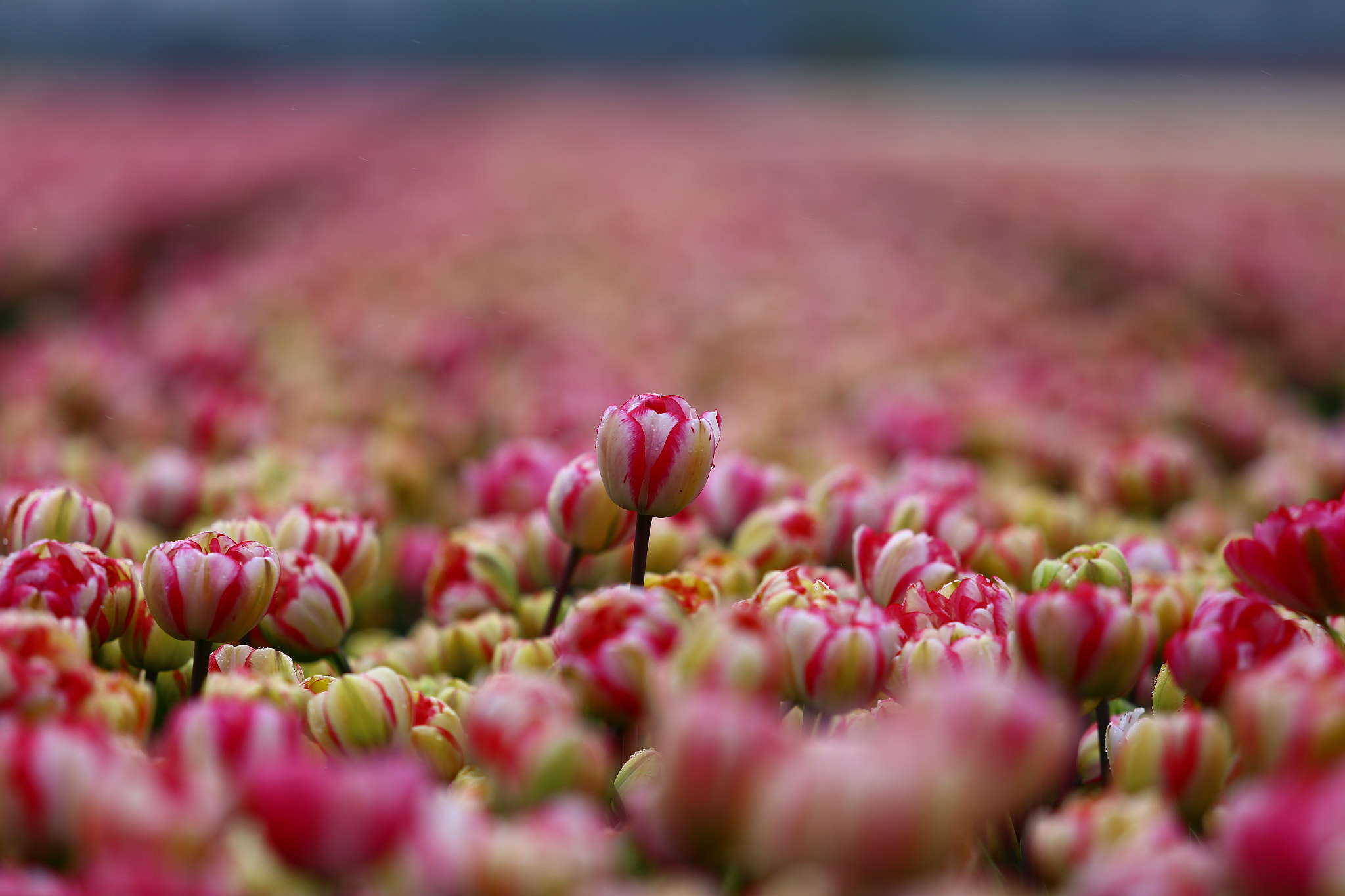 Canon EF 70-200mm F2.8L USM sample photo. Tulips photography