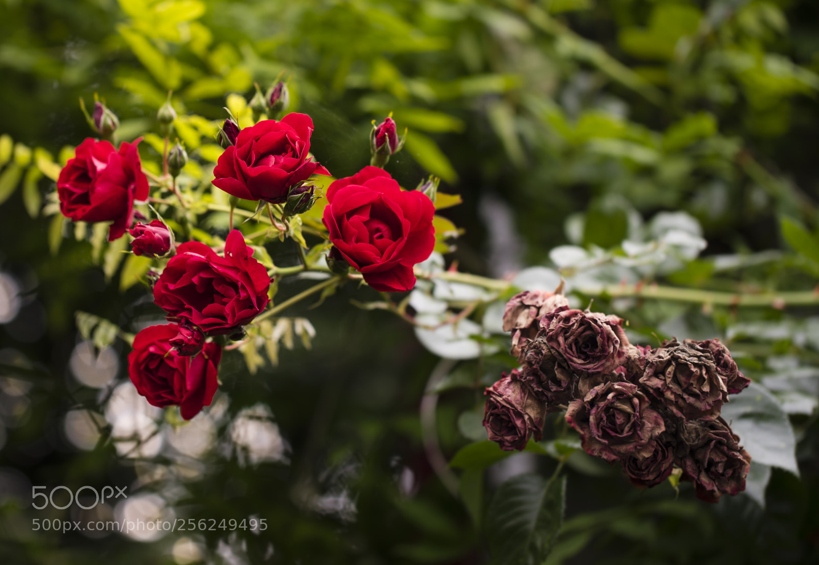 Sony a7R sample photo. Before & after photography