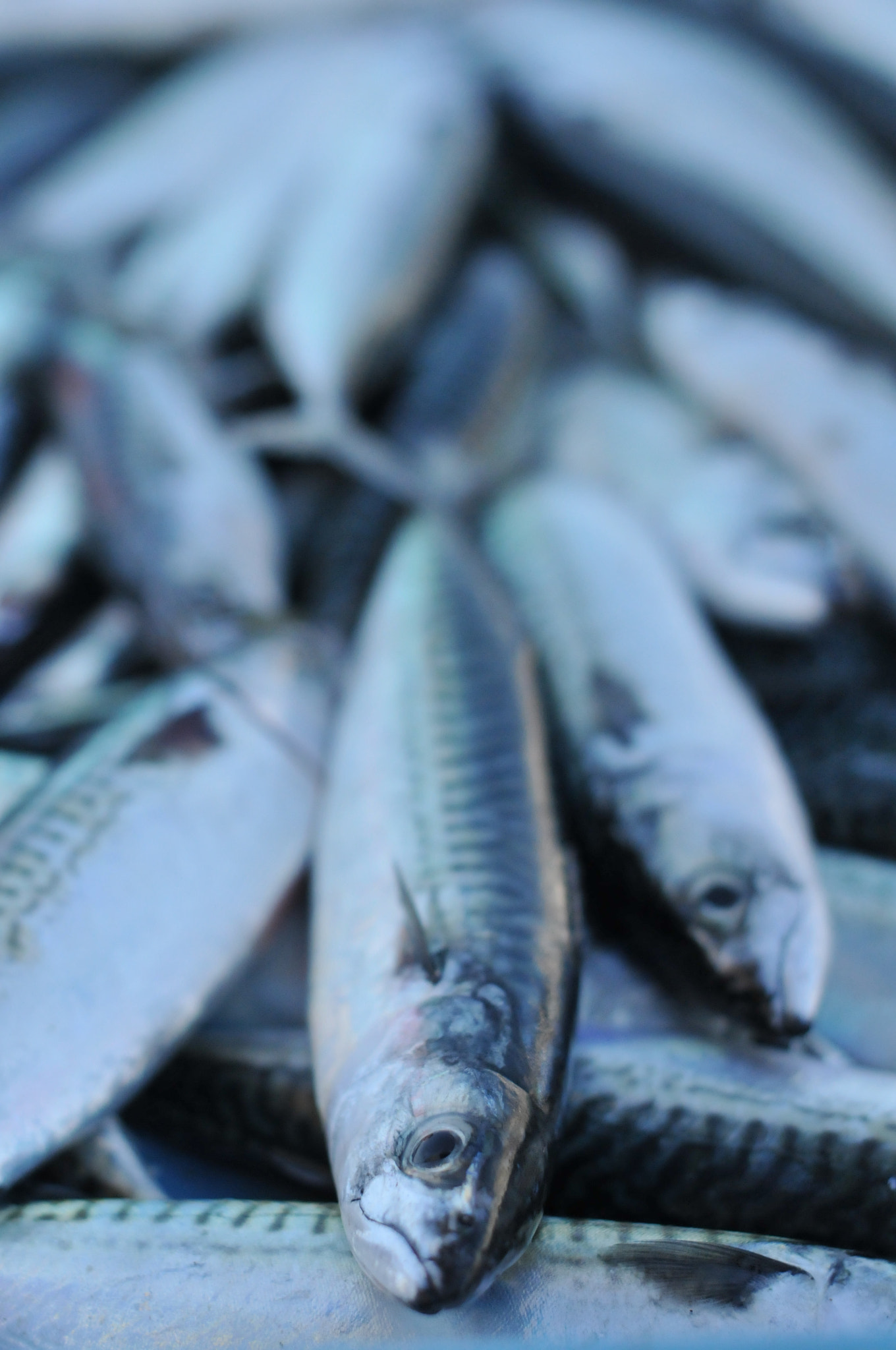 Nikon D300S + Nikon AF-S Nikkor 50mm F1.4G sample photo. Marché aux poissons du vieux port photography