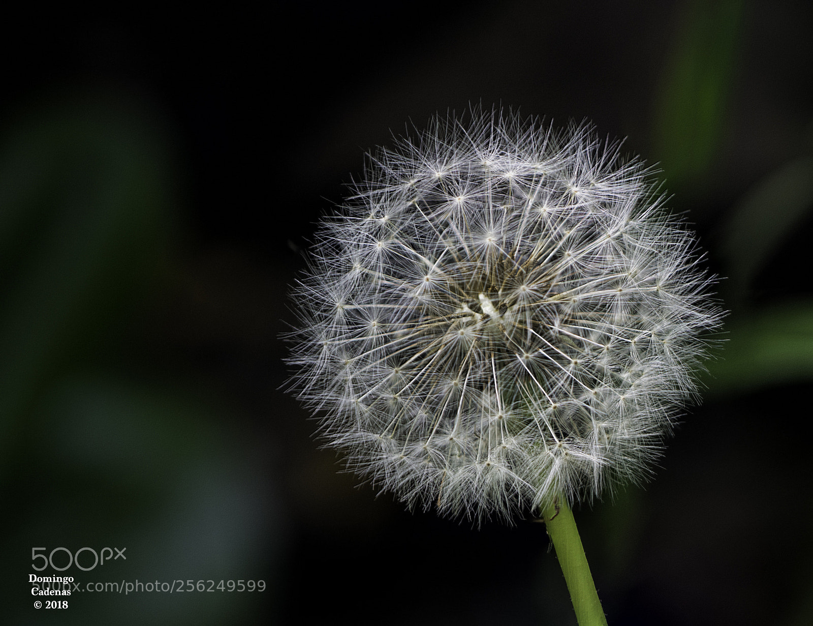 Olympus OM-D E-M10 II sample photo. Diente de leon photography