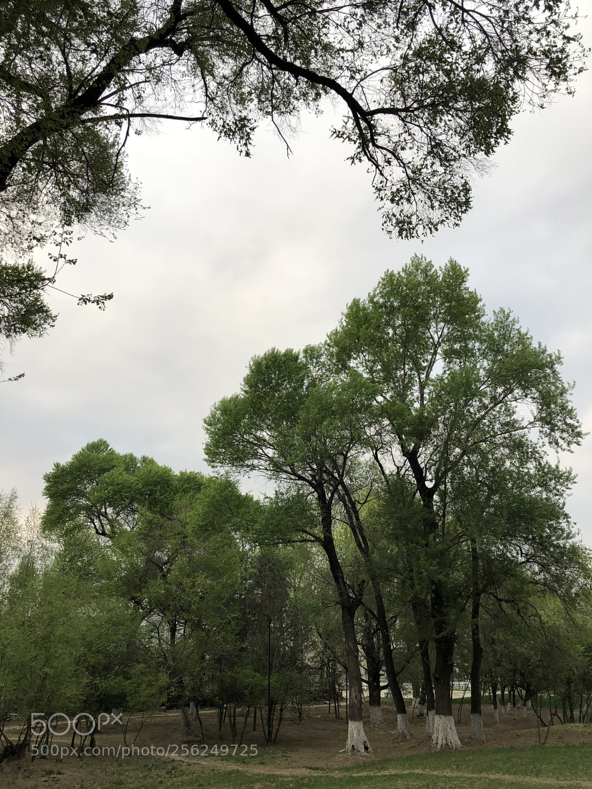 Apple iPhone X sample photo. Spring is very much photography