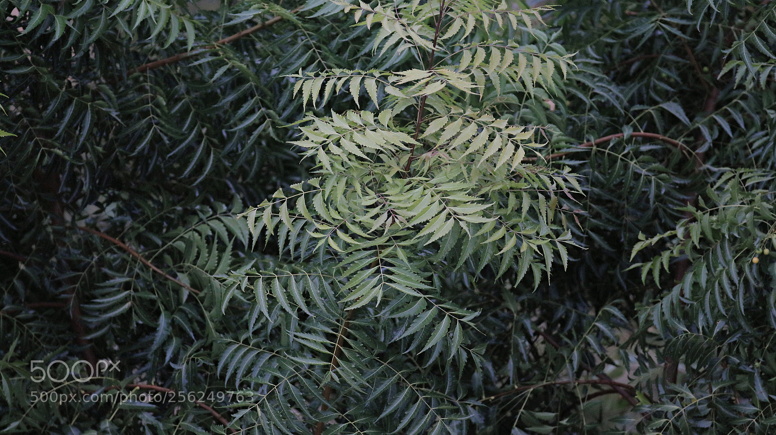 Canon EOS 70D sample photo. Neem jungle photography