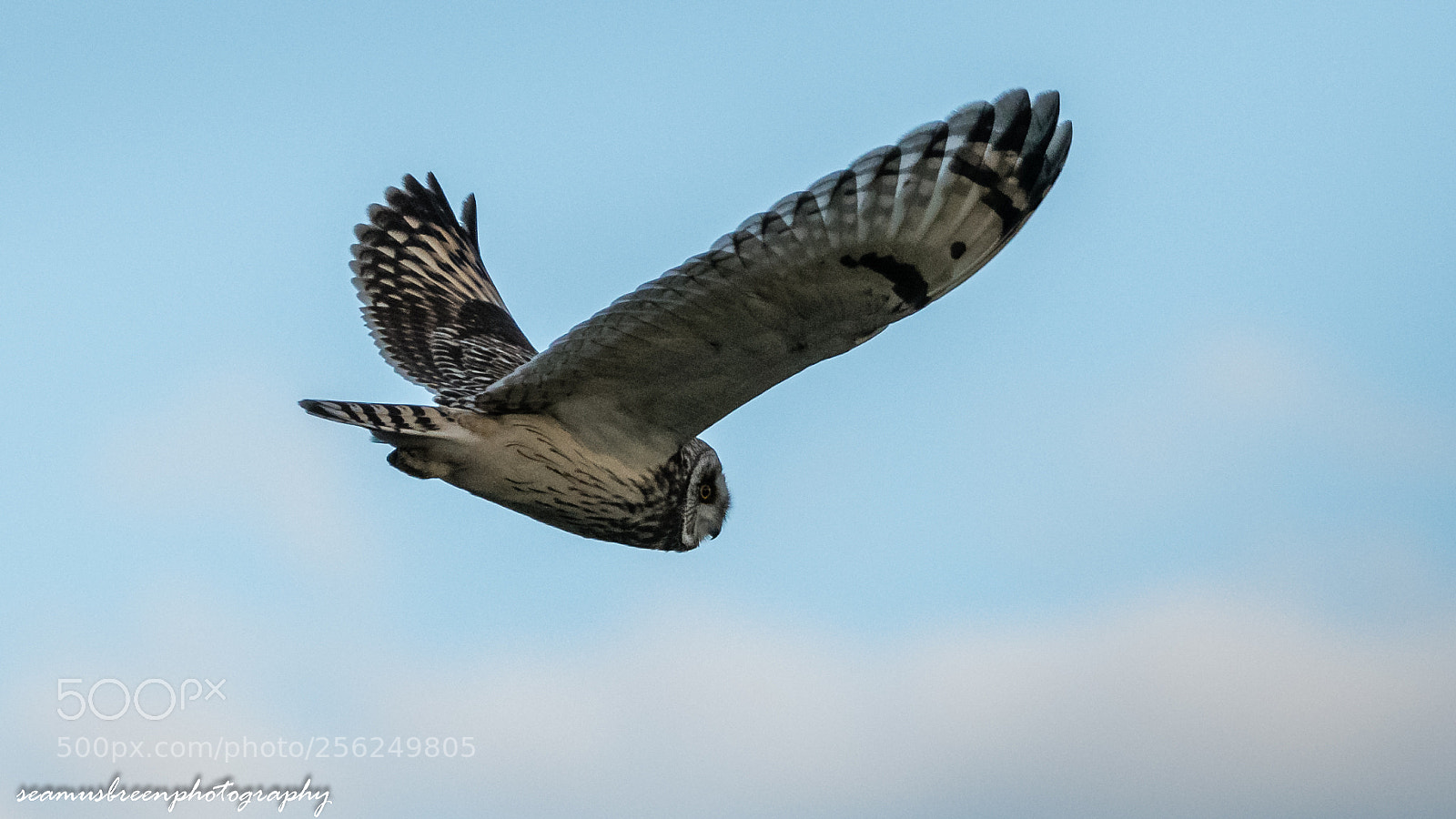 Nikon D850 sample photo. Short eared owl photography