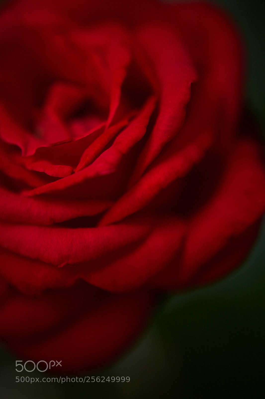 Canon EOS 5D Mark II sample photo. I thought of you photography