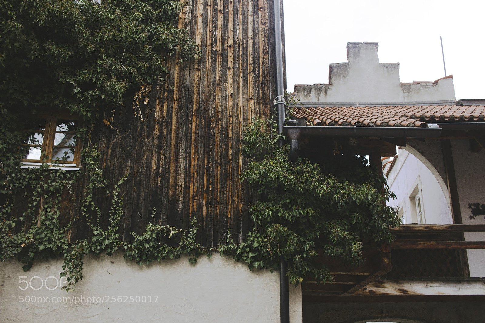 Canon EOS 600D (Rebel EOS T3i / EOS Kiss X5) sample photo. Vine-covered exterior photography