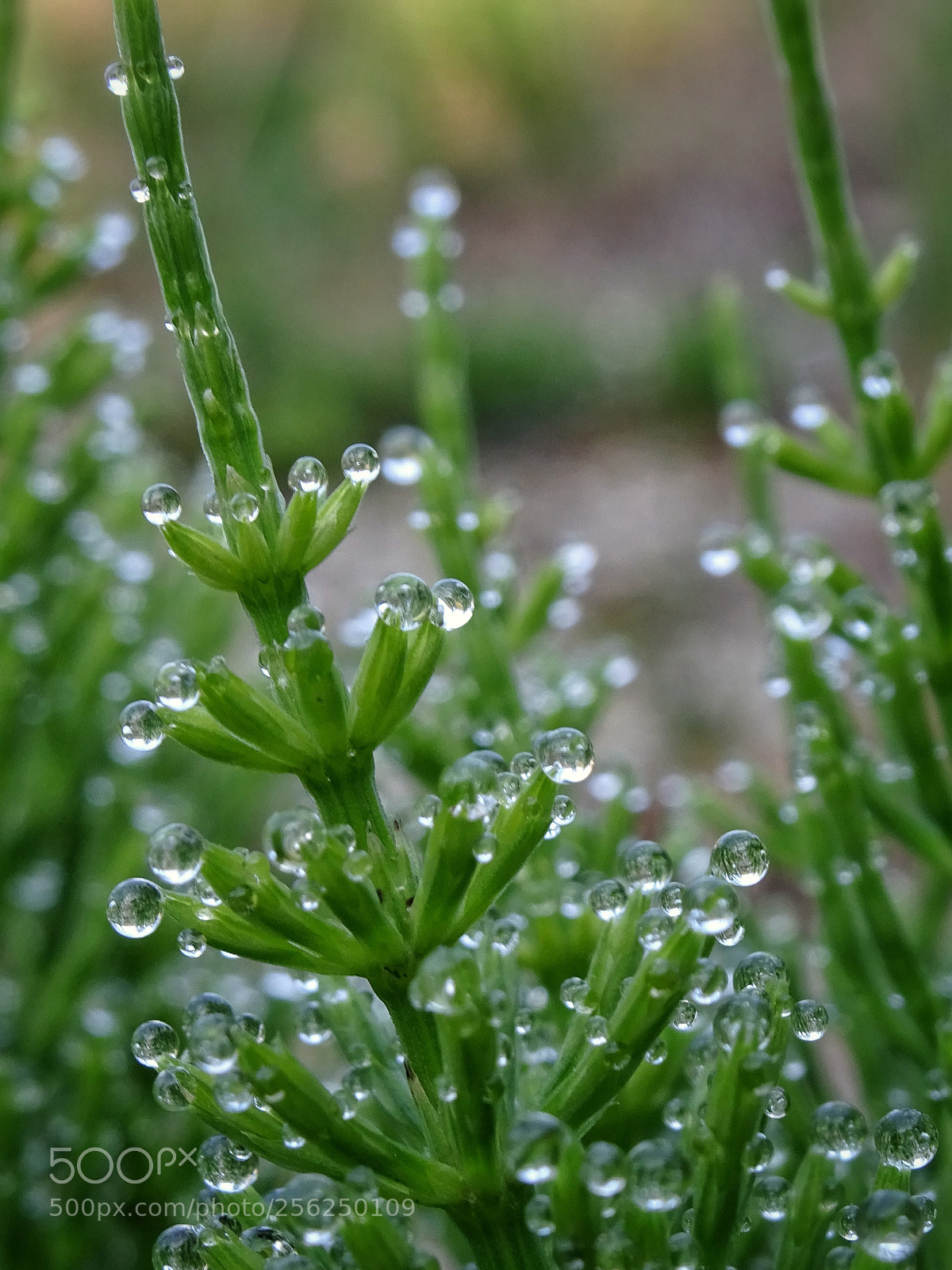 Sony Cyber-shot DSC-WX350 sample photo. Dropshot photography