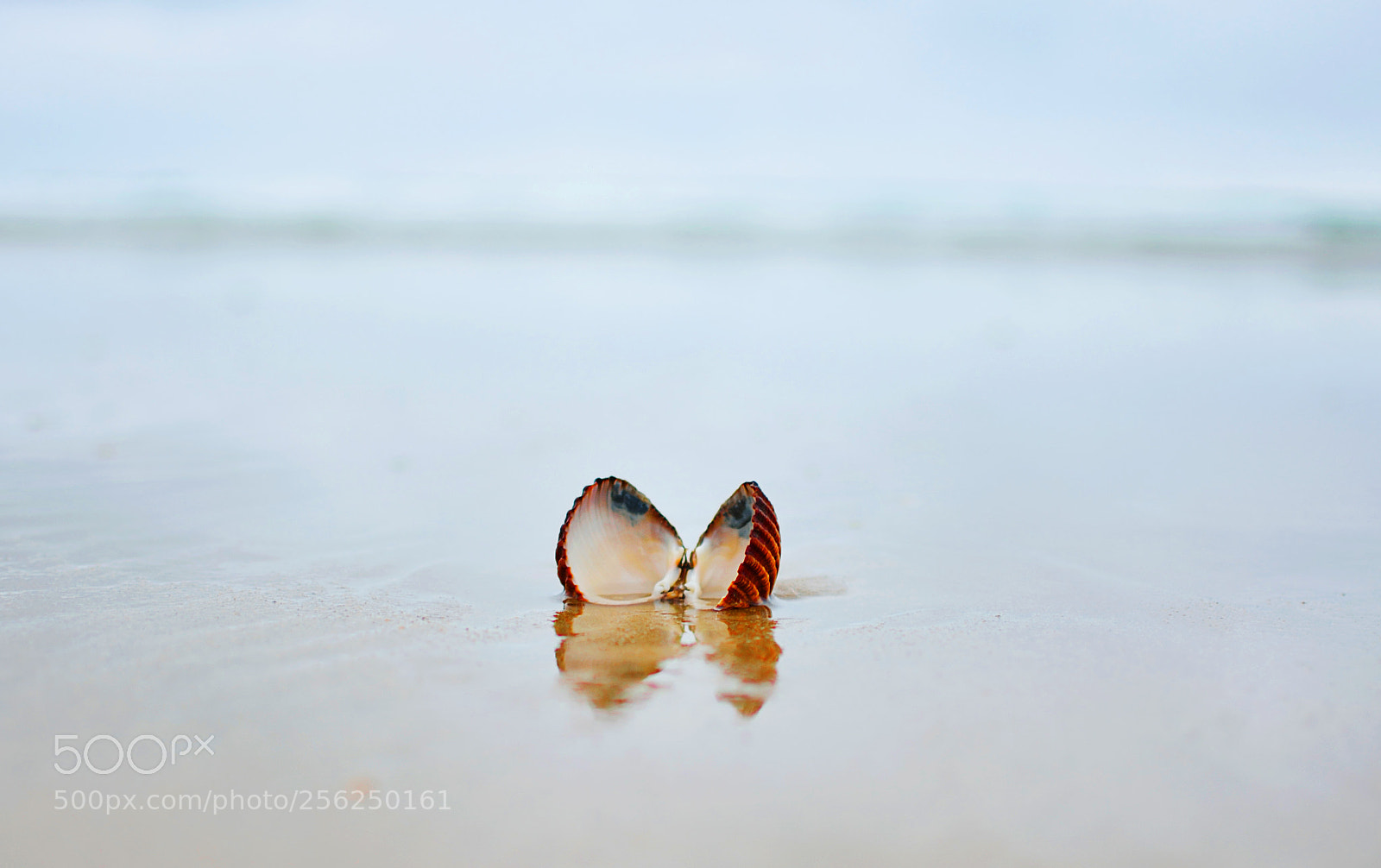 Nikon D5200 sample photo. Shell photography