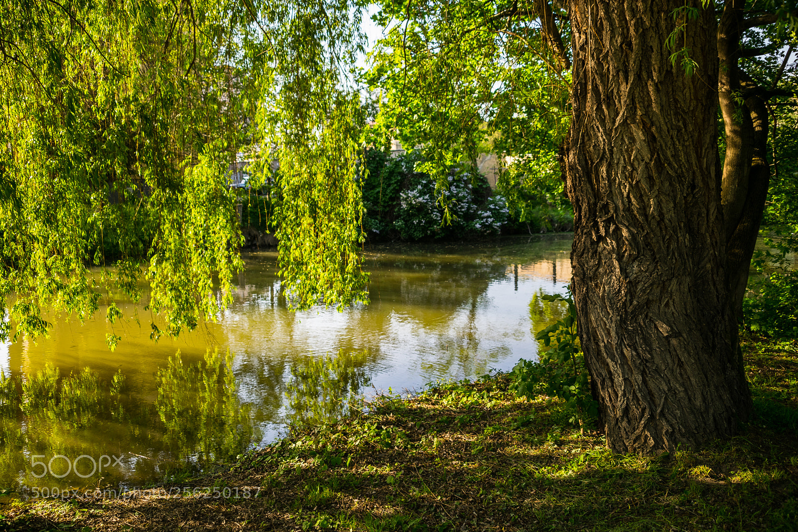Nikon D3300 sample photo. In nature photography