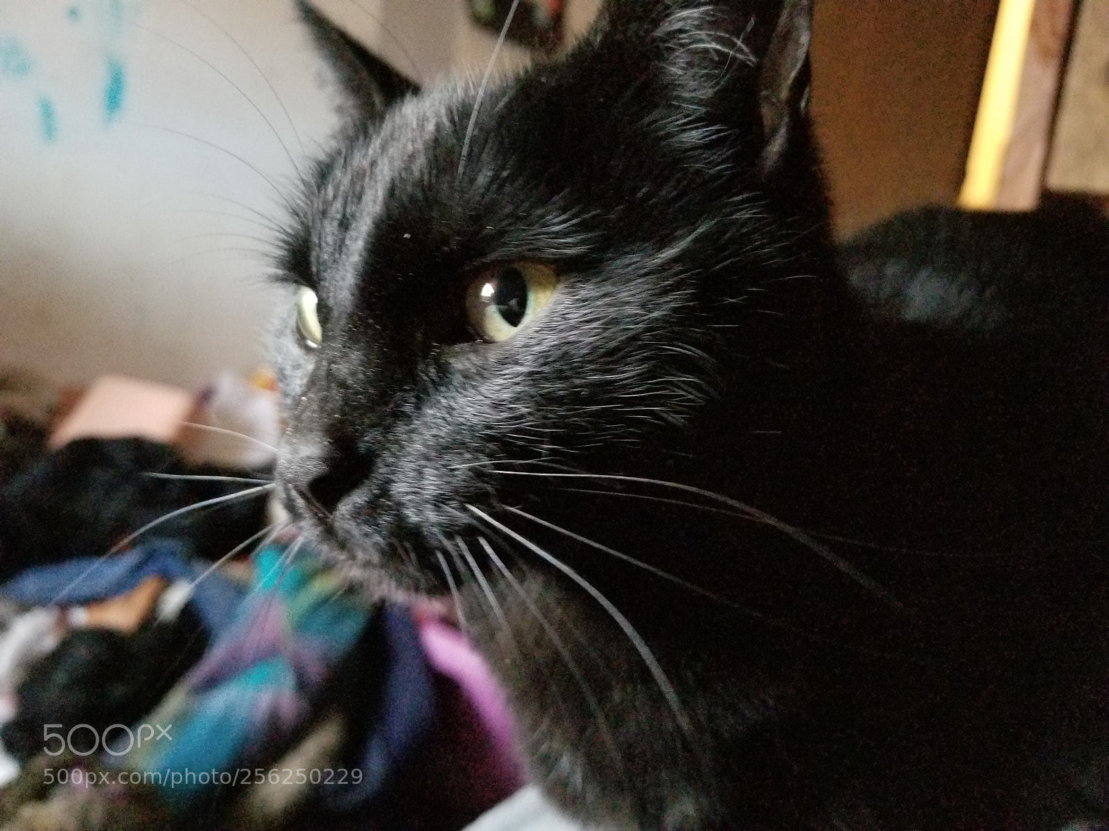 Samsung Galaxy S8 sample photo. Tara photography