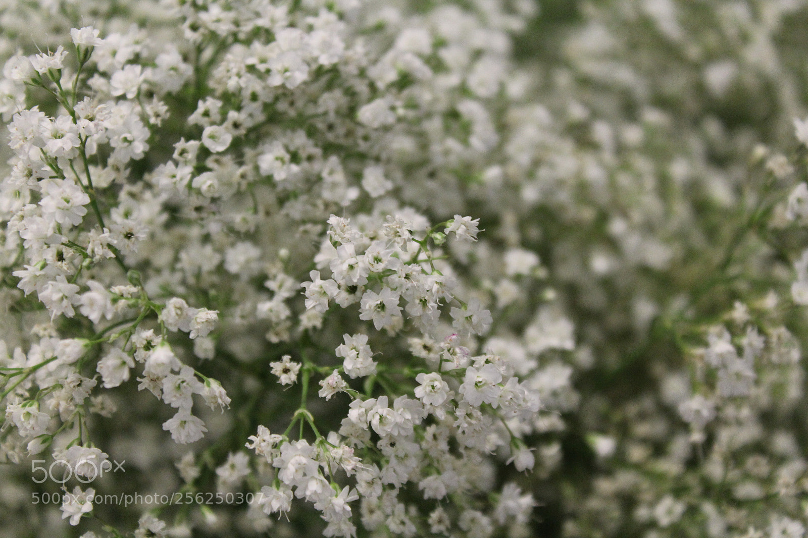 Canon EOS 1200D (EOS Rebel T5 / EOS Kiss X70 / EOS Hi) sample photo. Macro mode photography