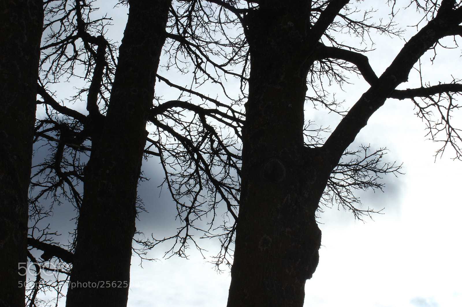 Canon EOS 1200D (EOS Rebel T5 / EOS Kiss X70 / EOS Hi) sample photo. Scavenger () photography