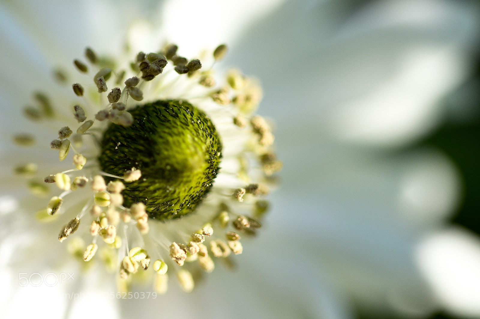 Nikon D3100 sample photo. Anémone blanche photography