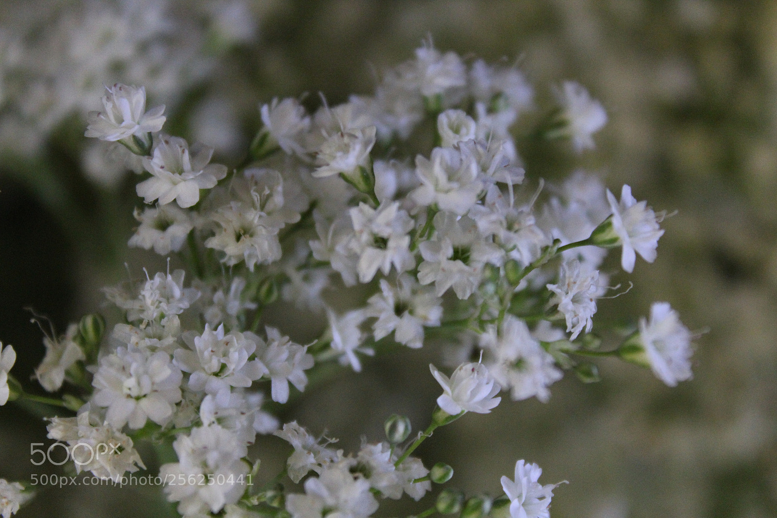 Canon EOS 1200D (EOS Rebel T5 / EOS Kiss X70 / EOS Hi) sample photo. Flower power photography