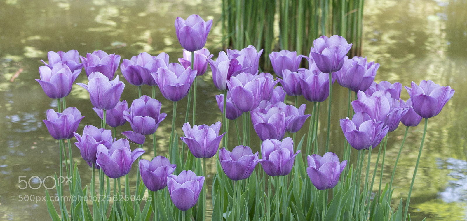 Sony a7 II sample photo. Tulips photography