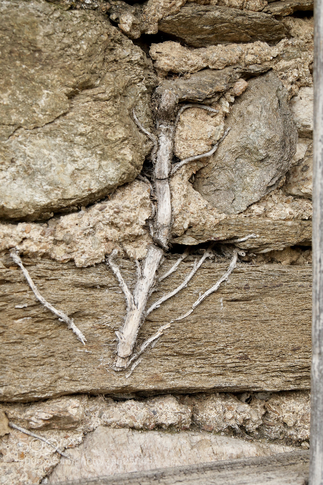 Panasonic Lumix DMC-GX8 sample photo. Roots photography